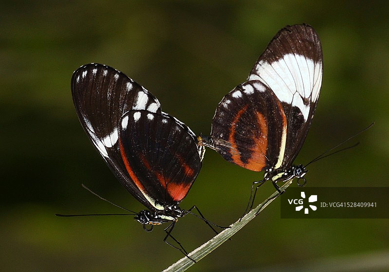 交配中的珂德诺长翅蝶图片素材