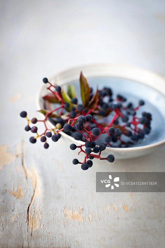 爬行植物浆果图片素材