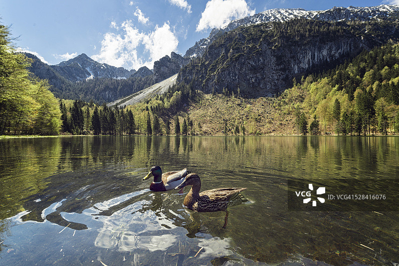 巴伐利亚Frillensee湖图片素材