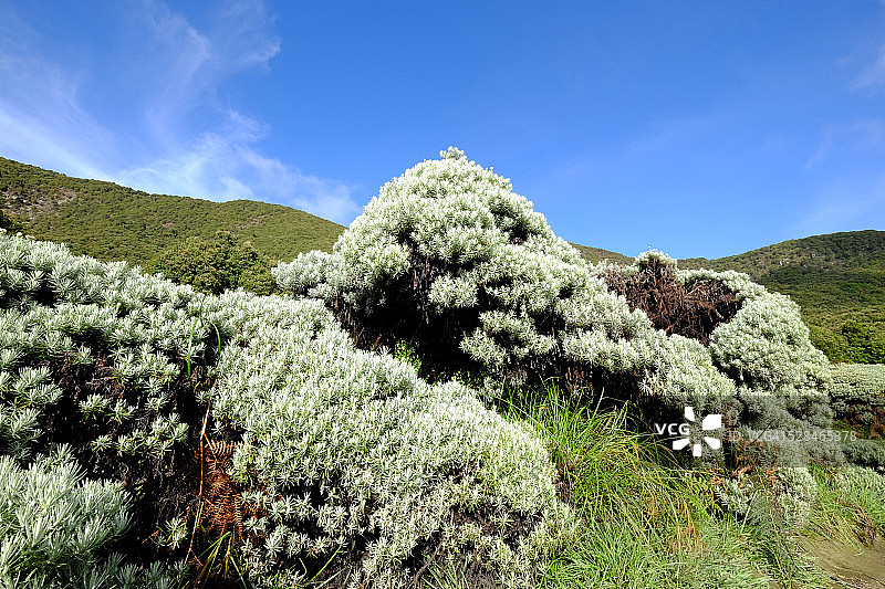 西爪哇加鲁特帕潘达扬山上的雪绒花图片素材