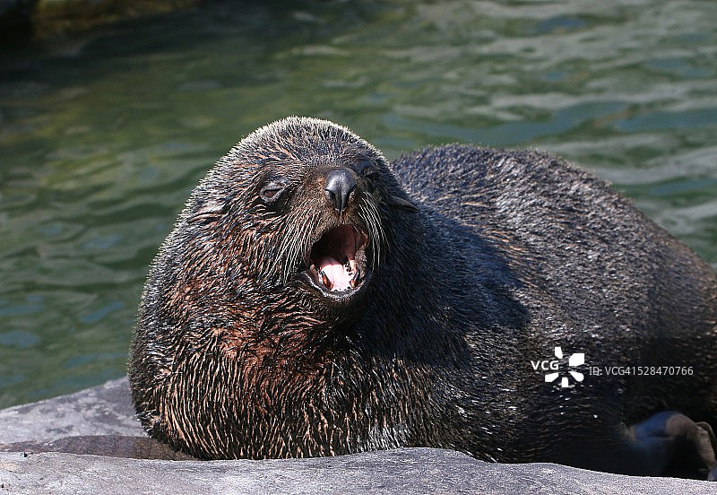 咆哮的南美海狗图片素材