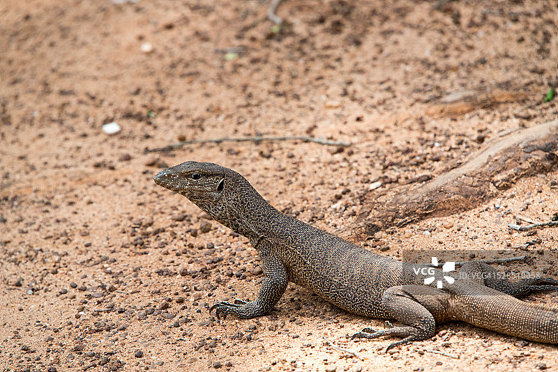 斯里兰卡的土地监测图片素材