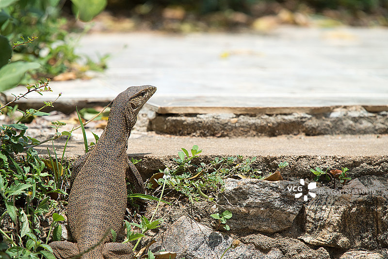 斯里兰卡的土地监测图片素材