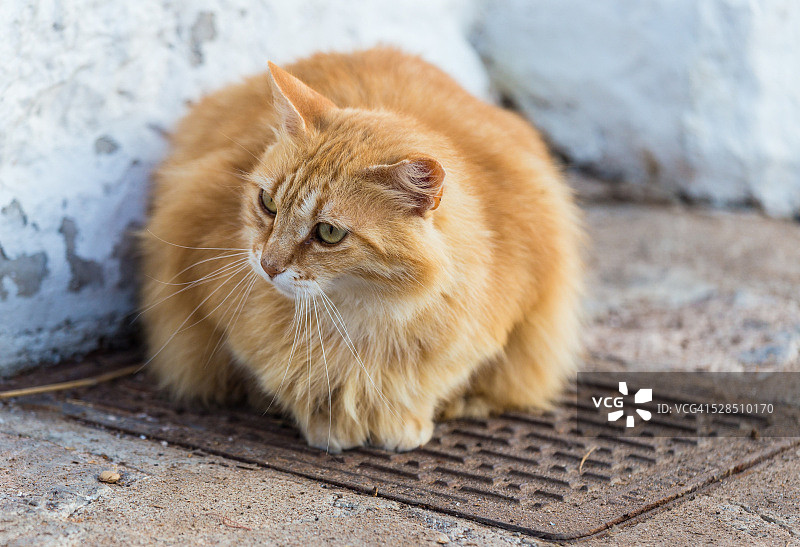 街上的大猫图片素材
