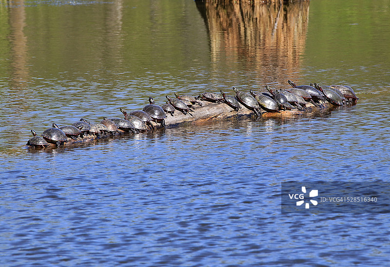 漂浮木头上的一群彩绘龟图片素材