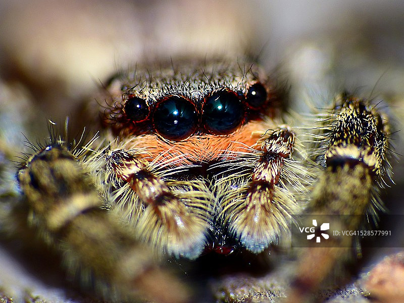 Marpissa muscosa图片素材