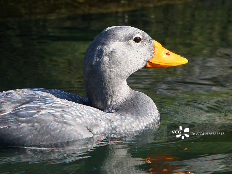 不会飞的蒸汽鸭特写图片素材