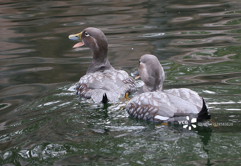 飞翔的蒸汽鸭图片素材