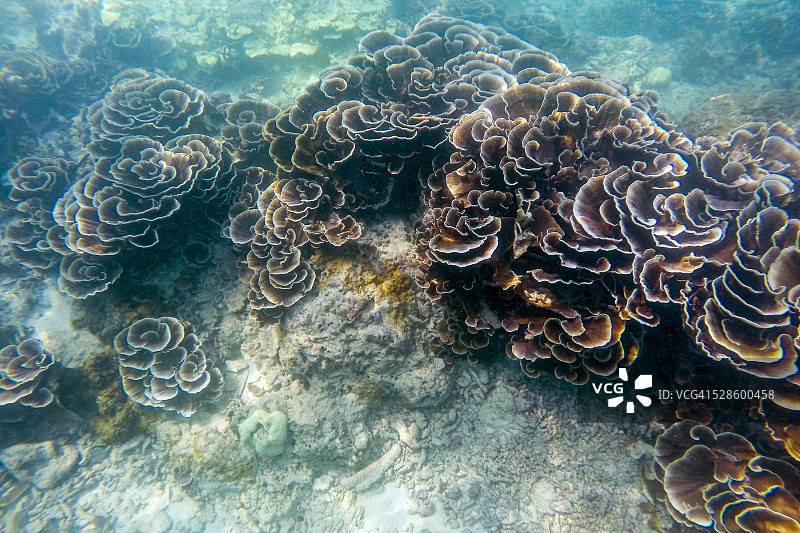 叶状珊瑚图片素材