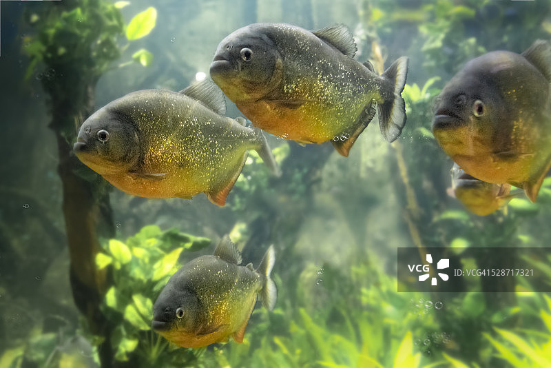 水虎鱼图片素材