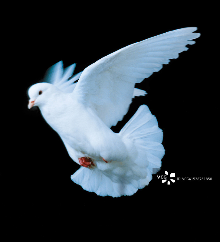 飞翔的鸽子图片素材