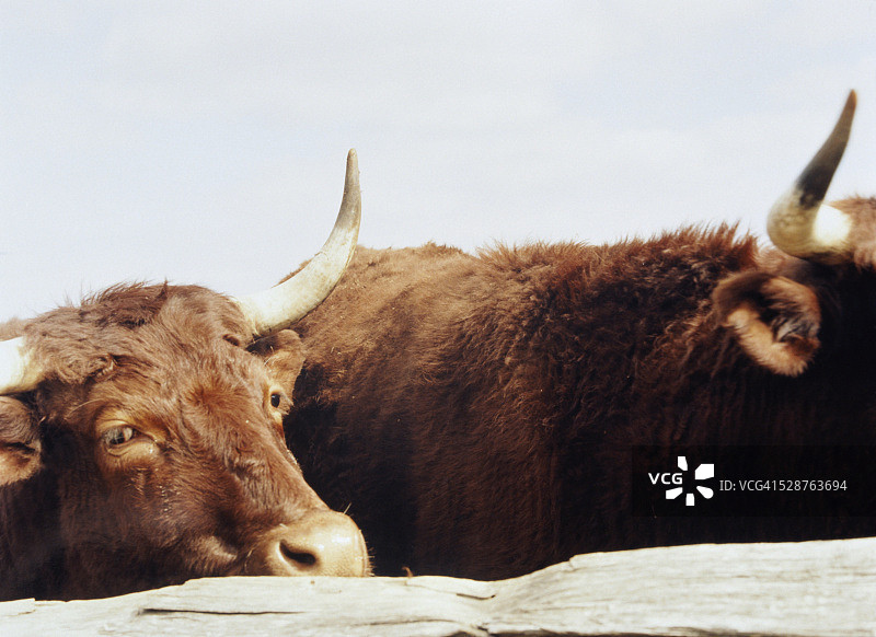 两头牛图片素材