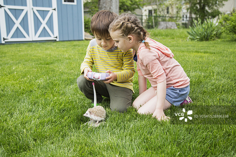 兄妹（4-5岁），（6-7岁）在后院调整刺猬的牵引绳图片素材