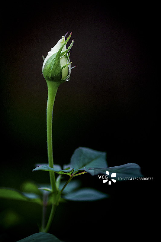 深色背景后的玫瑰花蕾图片素材