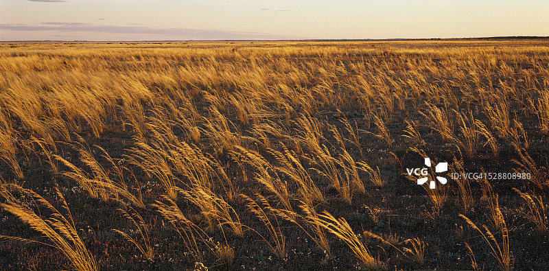 生长在平原上的植被图片素材