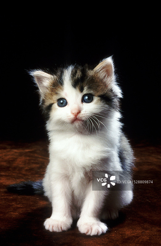 白色小猫图片素材