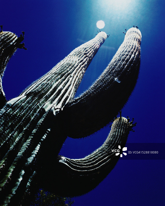 阳光照耀下的仙人掌图片素材