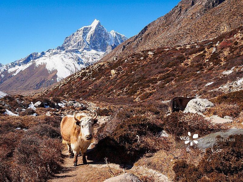 尼泊尔高山山谷中的牦牛图片素材