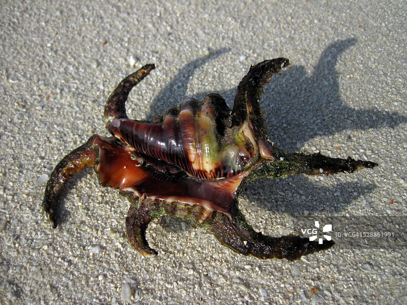 海滩上的大法螺图片素材