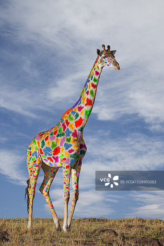 有彩色斑点的长颈鹿图片素材