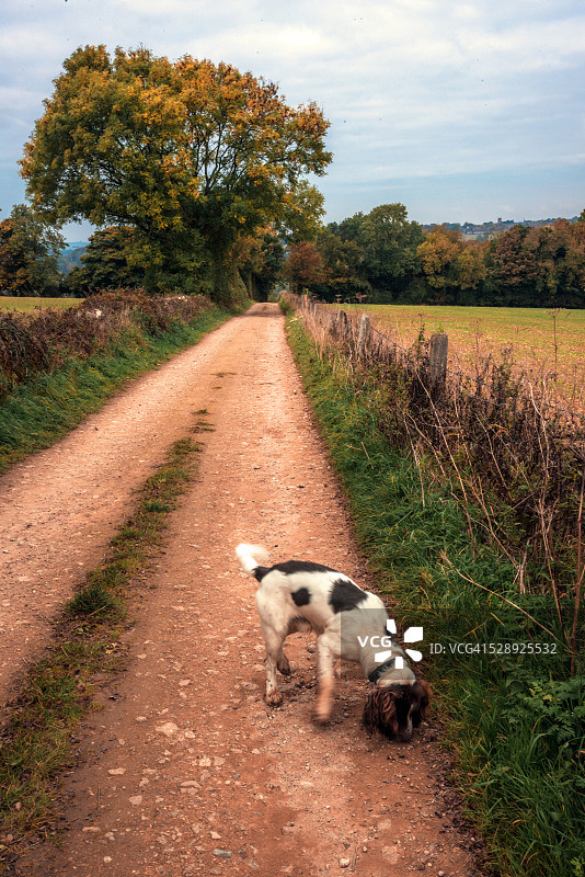 科茨沃尔德路上的狗图片素材