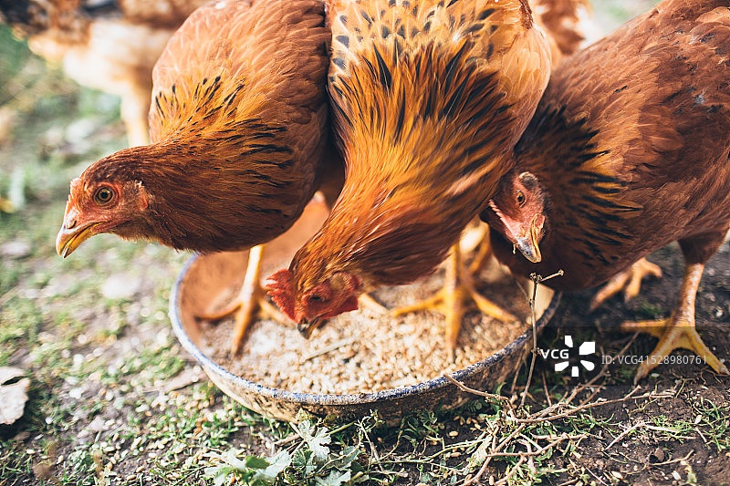 农场里的鸡图片素材
