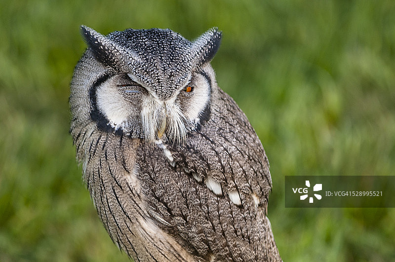一只白色猫头鹰图片素材
