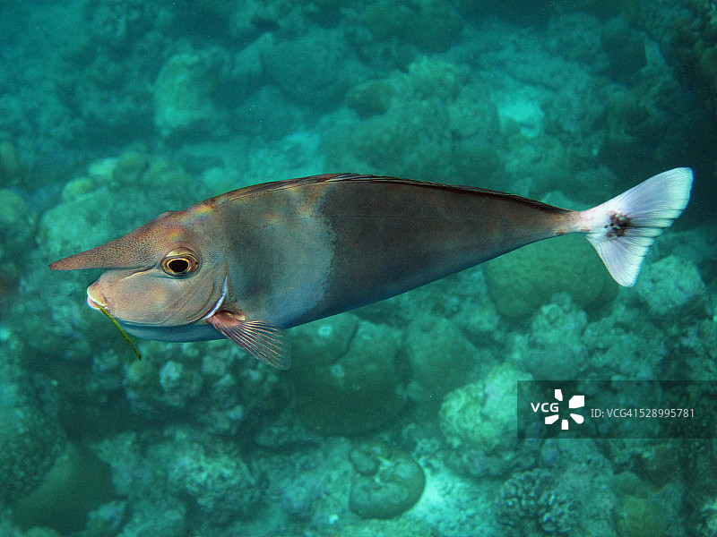 嘴里叼着稻草的独角鱼图片素材