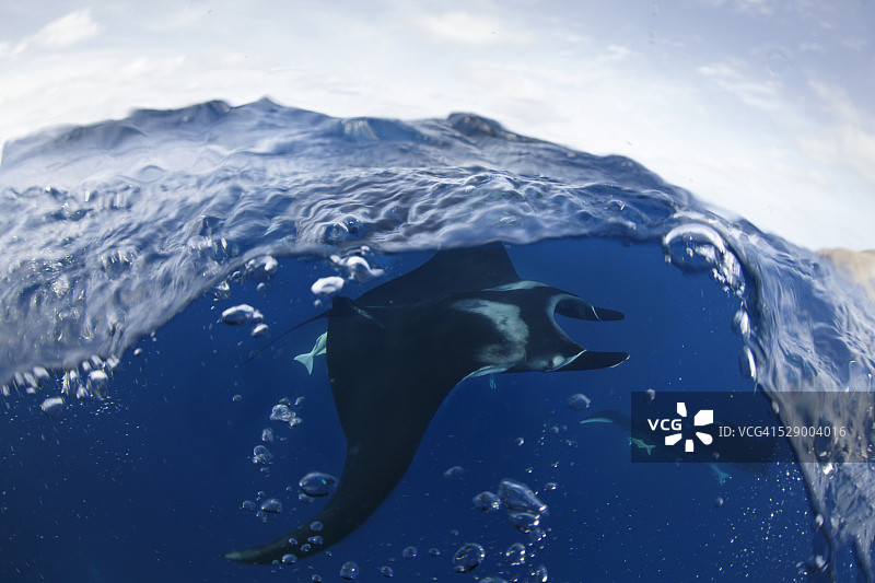 水面下的巨型蝠鲼图片素材