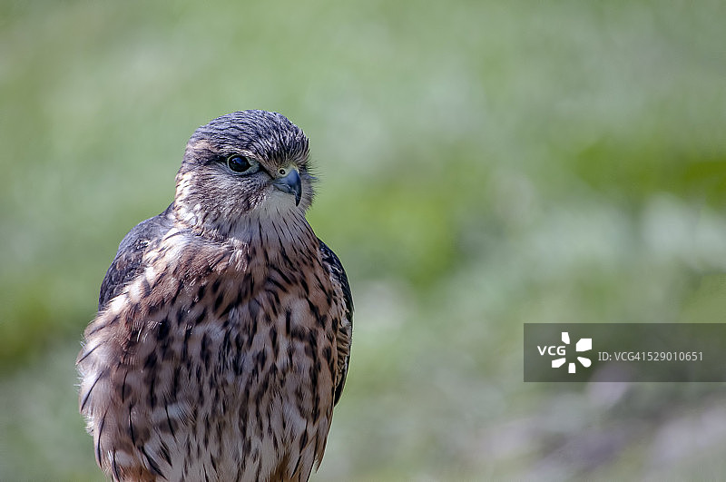 灰背隼图片素材