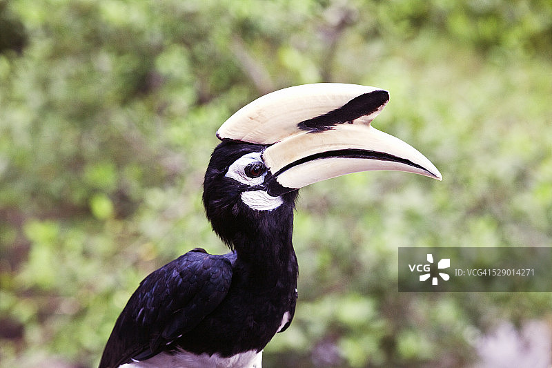 马来西亚沙巴犀鸟图片素材