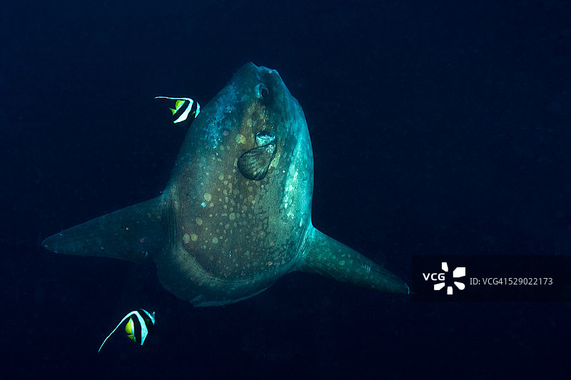 翻车鱼图片素材