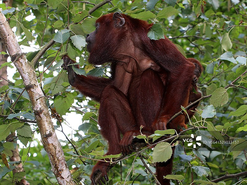 红色吼猴与幼崽图片素材