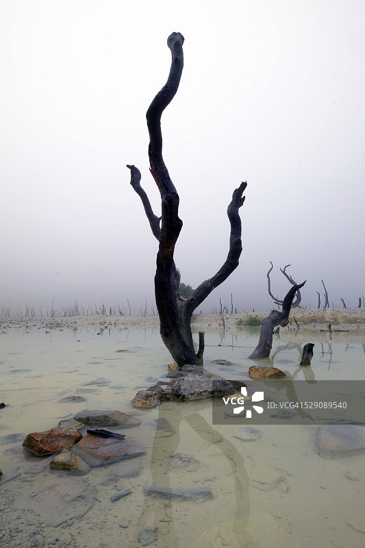 加鲁特西爪哇帕潘达扬火山的枯萎森林图片素材