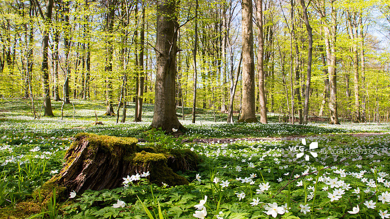 春回大地图片素材