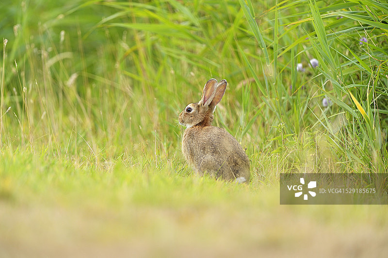 兔子图片素材