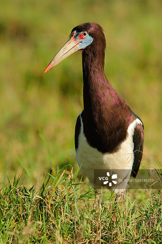 在坦桑尼亚恩戈罗恩戈罗火山口的草丛中涉水的黑腹鹳图片素材