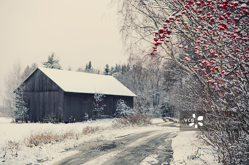 冬季花楸浆果图片素材