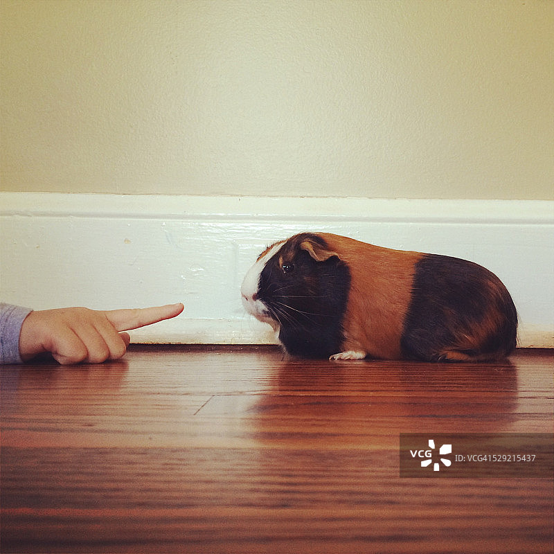 宠物豚鼠图片素材