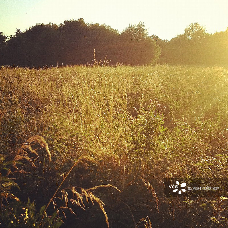 金色光芒的田野图片素材