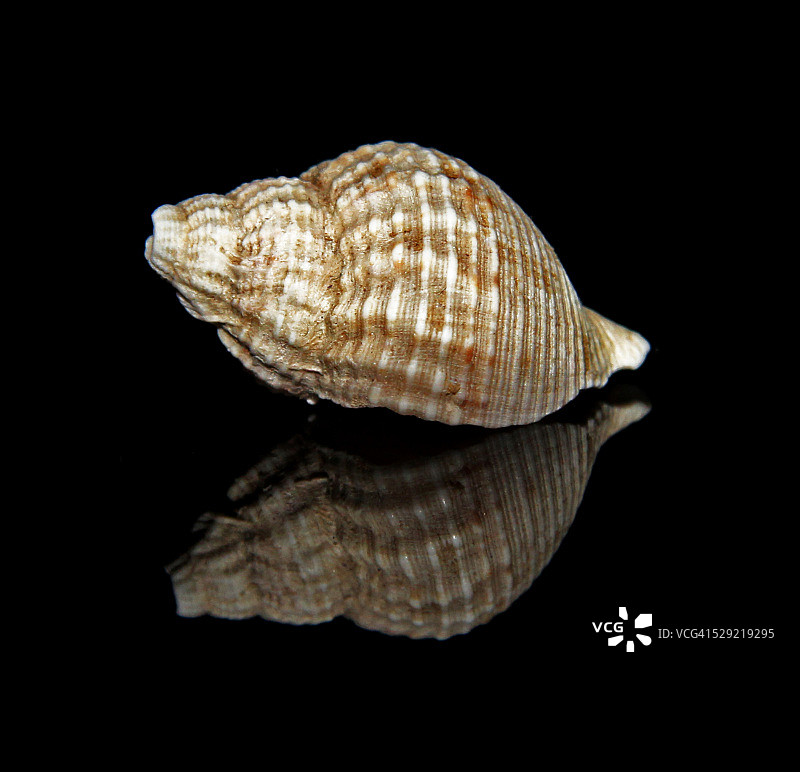 黑色背景上的贝壳倒影图片素材