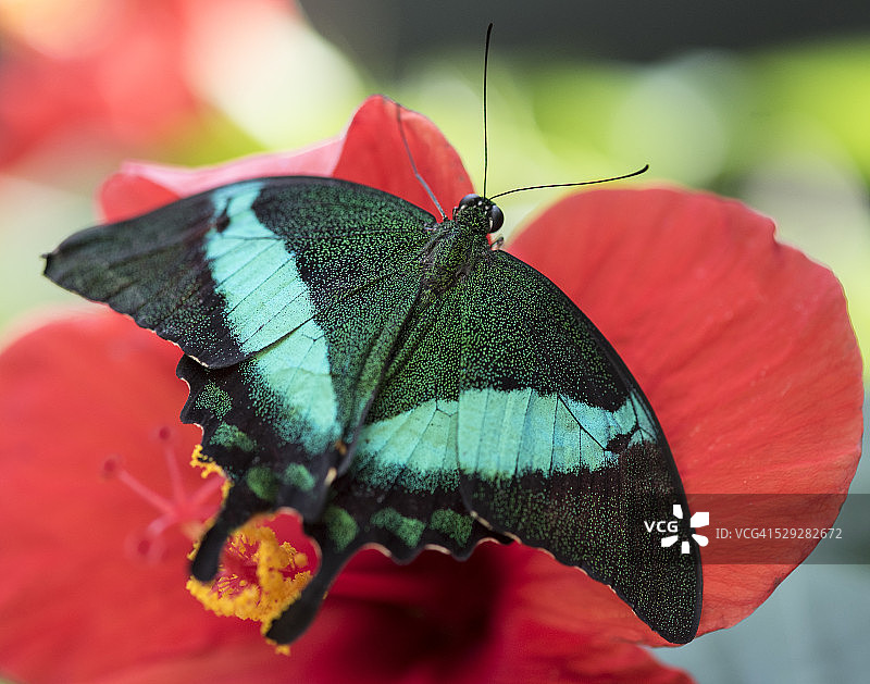 翠凤蝶图片素材