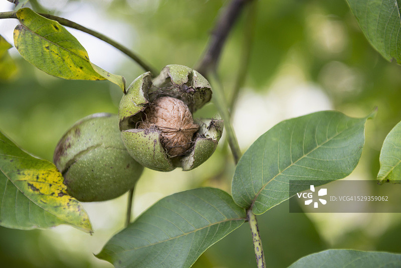 德国巴伐利亚的树上带壳核桃特写图片素材