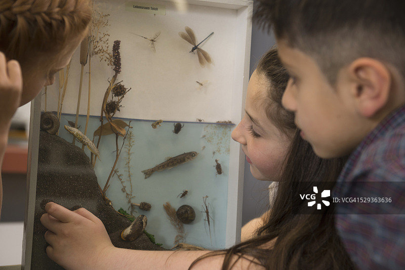 在德国巴伐利亚州菲尔斯滕费尔德布鲁克，学生们在展示柜里研究池塘生物图片素材