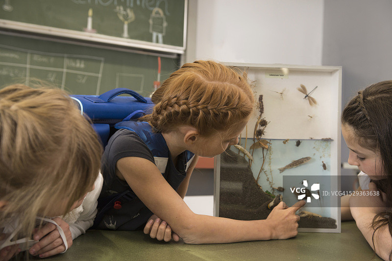 在德国巴伐利亚州菲尔斯滕费尔德布鲁克，学生们在展示柜里研究池塘生物图片素材