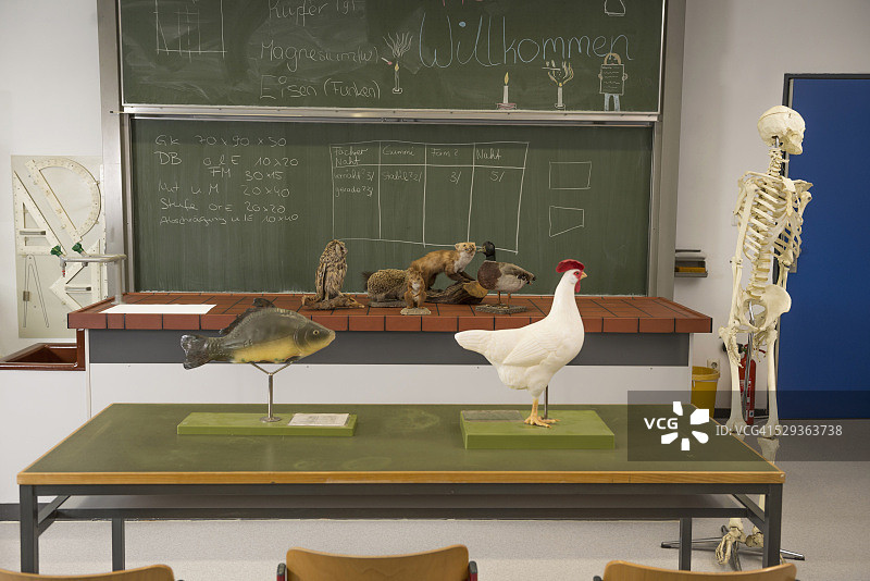 生物课上用于实验的毛绒玩具和人类骨骼，德国巴伐利亚州图片素材