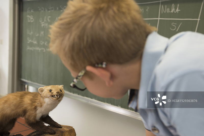 在生物课上观察貂的男生，德国巴伐利亚州菲尔斯滕费尔德布鲁克图片素材