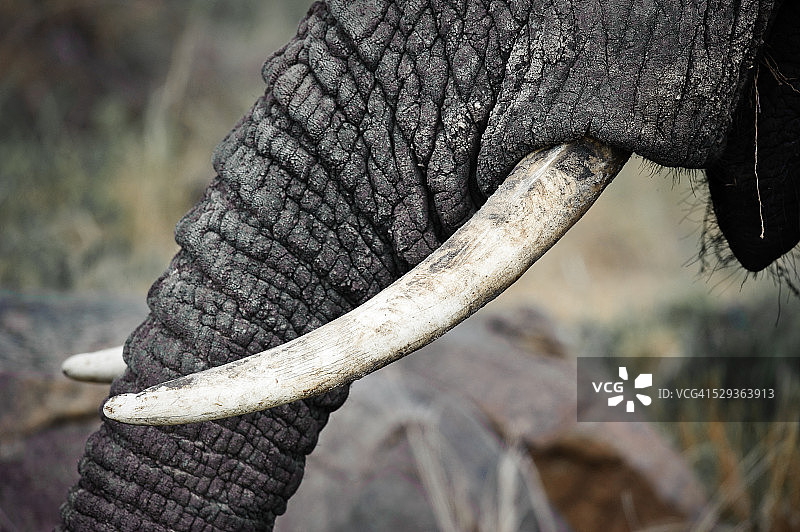 塔兰吉雷国家公园的大象牙齿特写图片素材