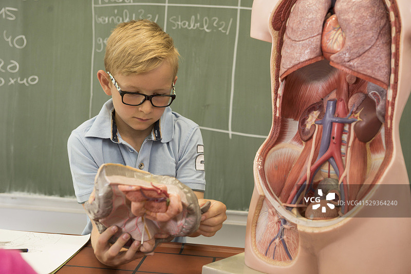 在教室里探索人体解剖模型的男学生，德国巴伐利亚州图片素材