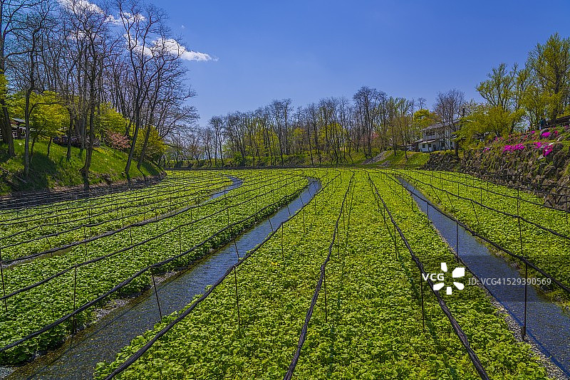 芥末种植田图片素材